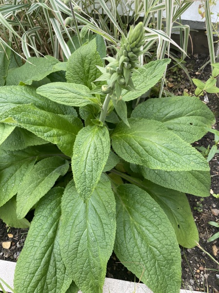 What plant is this?
