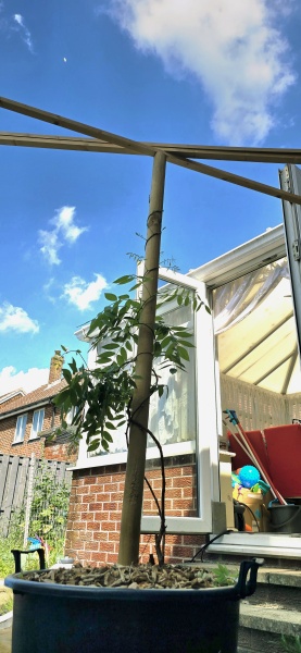 What have you done in the garden today? Part 7