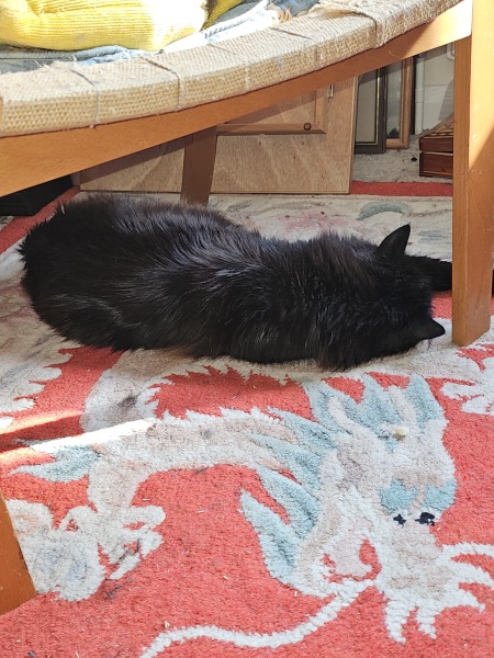 Roond and roond and up and doon - the Excellent Cats roam aboot