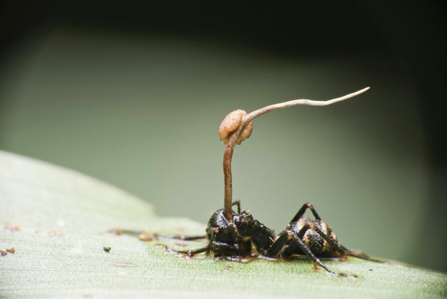 To think that nature is oppressive