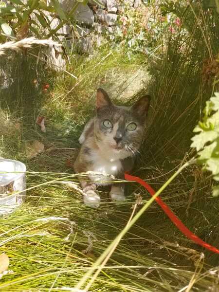 Roond and roond and up and doon - the Excellent Cats roam aboot