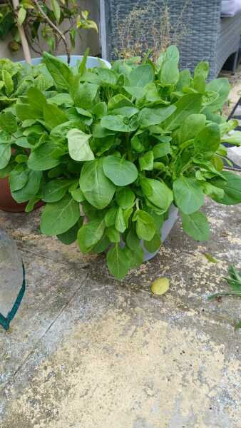 Petunia from seed, no flowers?