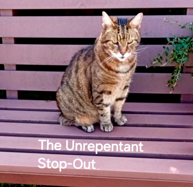 Roond and roond and up and doon - the Excellent Cats roam aboot