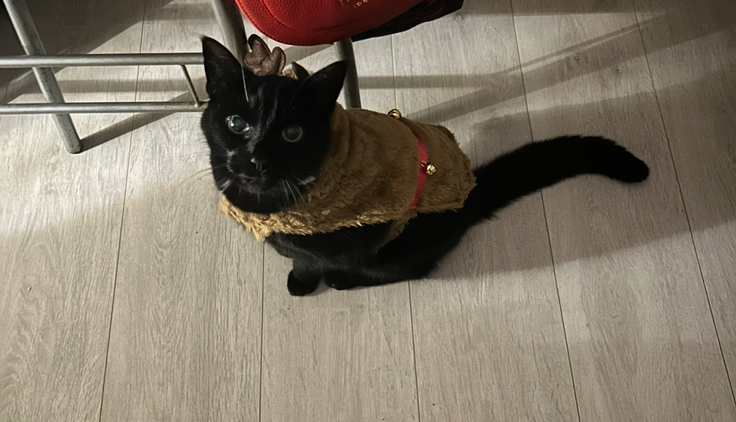 To show you my cat and her kittens for distraction and stress relief purposes?