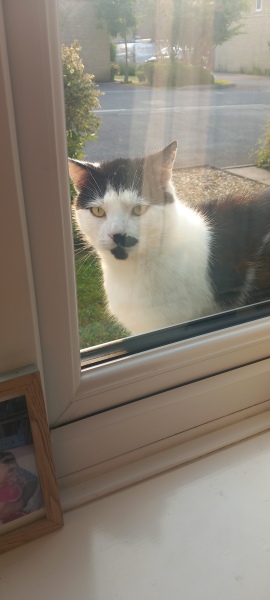 Roond and roond and up and doon - the Excellent Cats roam aboot