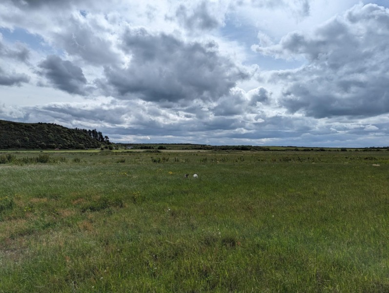 Adolescent Dog Survival Thread - for teenage dirtbags