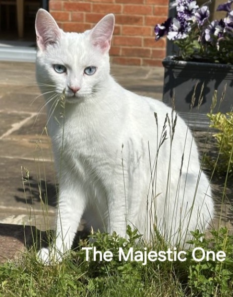 Roond and roond and up and doon - the Excellent Cats roam aboot