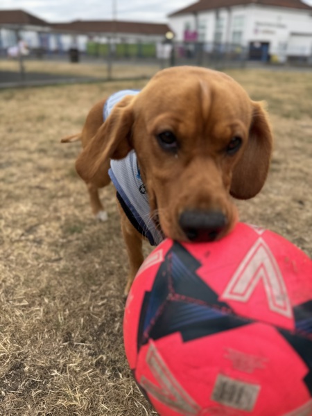 Adolescent Dog Survival Thread - for teenage dirtbags