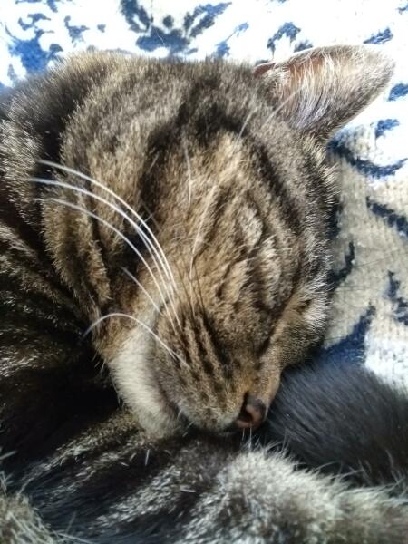 Roond and roond and up and doon - the Excellent Cats roam aboot