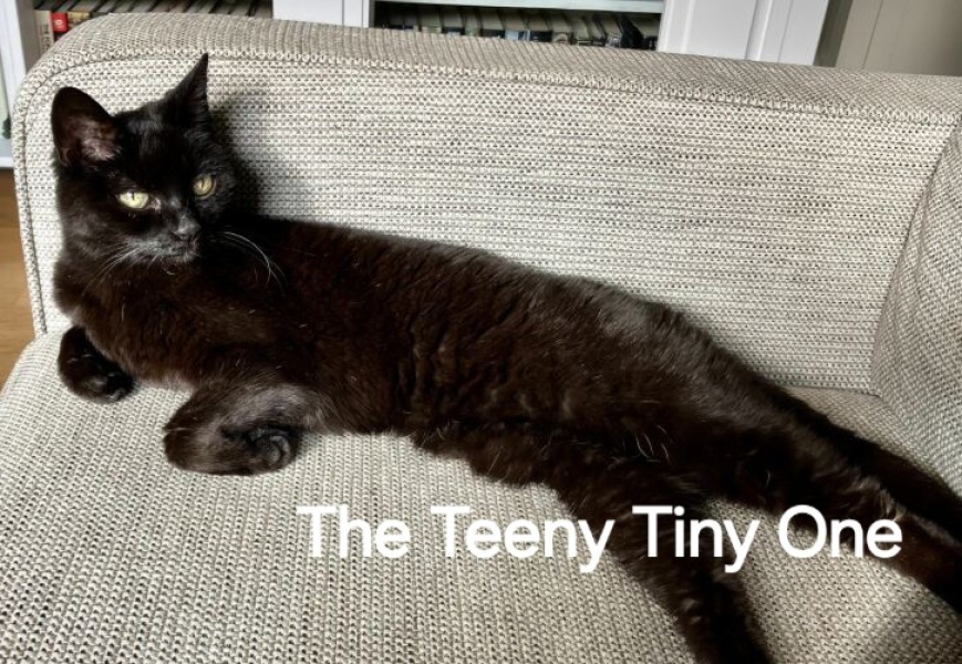 Roond and roond and up and doon - the Excellent Cats roam aboot