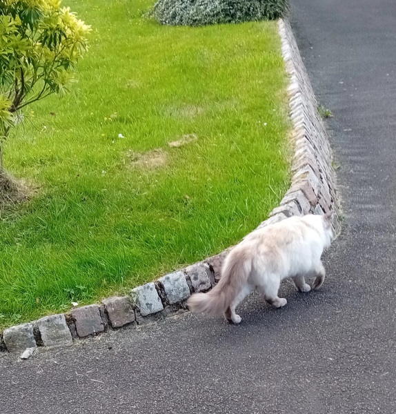 Roond and roond and up and doon - the Excellent Cats roam aboot