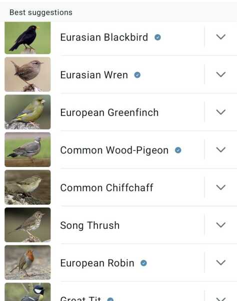 Merlin App Appreciation plus General Birding Chat