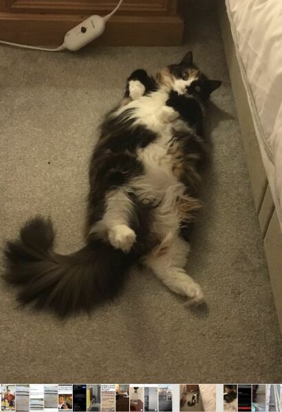 To show you my cat and her kittens for distraction and stress relief purposes?