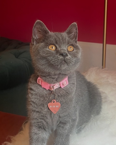 DH says cat needs to show more gratitude