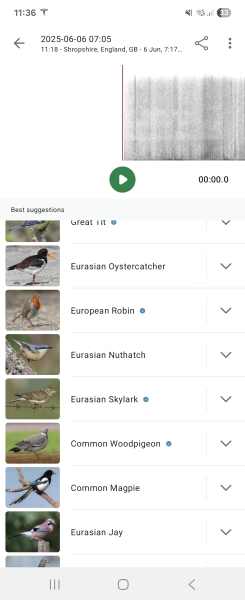 Merlin App Appreciation plus General Birding Chat