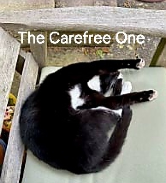 Roond and roond and up and doon - the Excellent Cats roam aboot