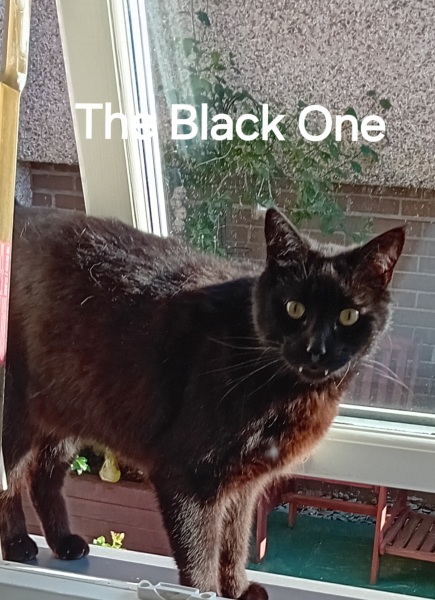 Roond and roond and up and doon - the Excellent Cats roam aboot