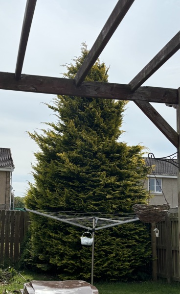 I need to cut down the Leylandii, don’t I?