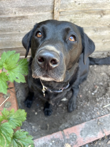 Hand hold please. Beloved Labrador hit by car and losing her leg