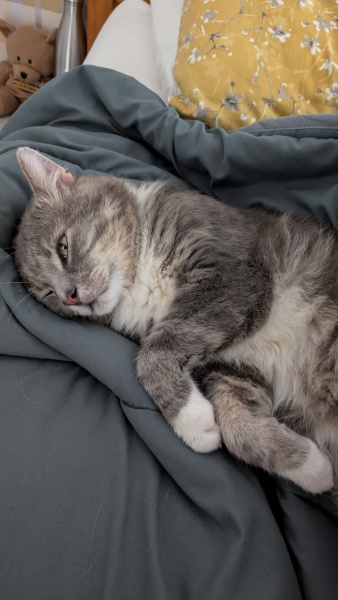 anyone tried their cat on untamed cat food?