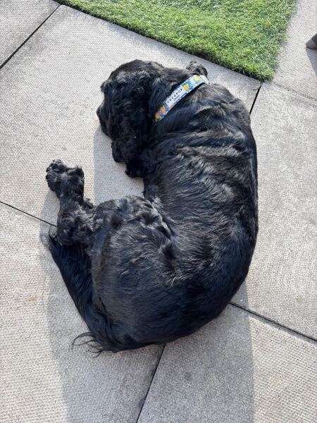 Dog barking complaint - be gentle I’m upset