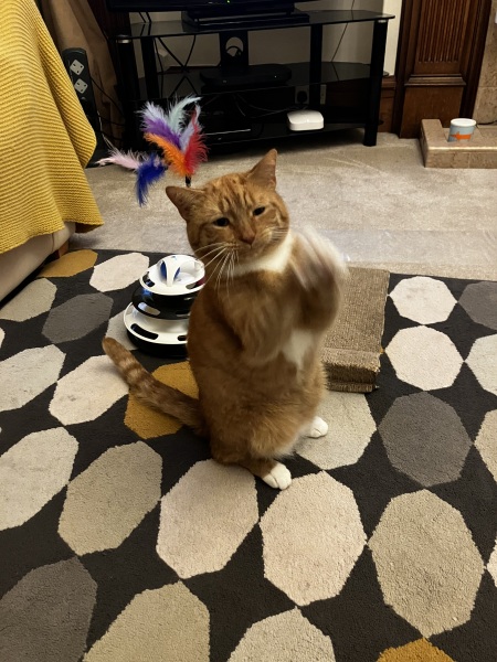 Recommendations for cat de shedding tools please!