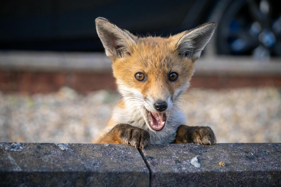 Can we talk about my fox family please?