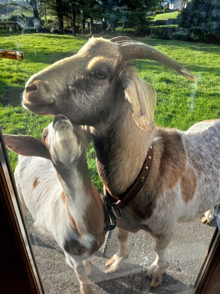 To show you my cat and her kittens for distraction and stress relief purposes?