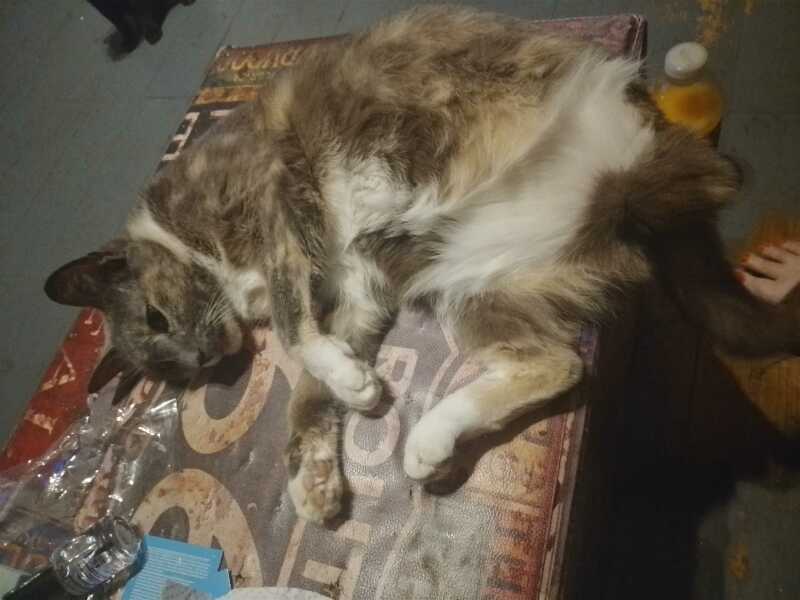 The One after the One where the Excellent Cats posed for a calendar