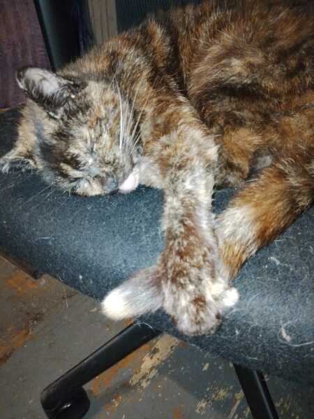 Roond and roond and up and doon - the Excellent Cats roam aboot