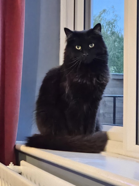 Roond and roond and up and doon - the Excellent Cats roam aboot