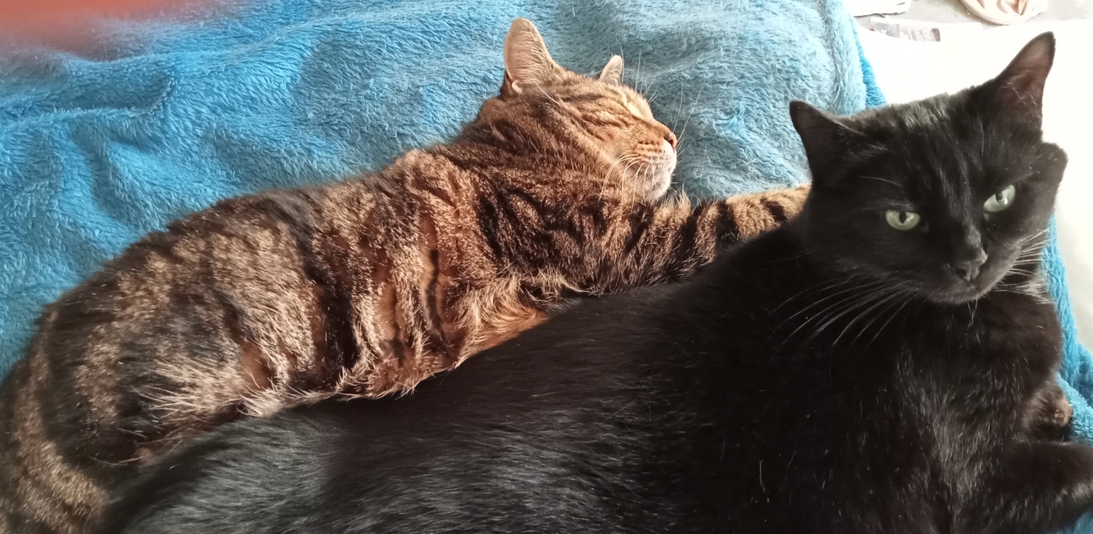 The Bluestocking Women’s Pub - Where Everybody Knows Your Username