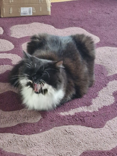 Cats everywhere!