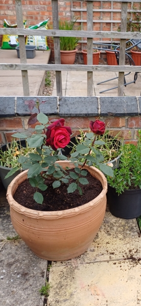 What have you done in the garden today? Part 7