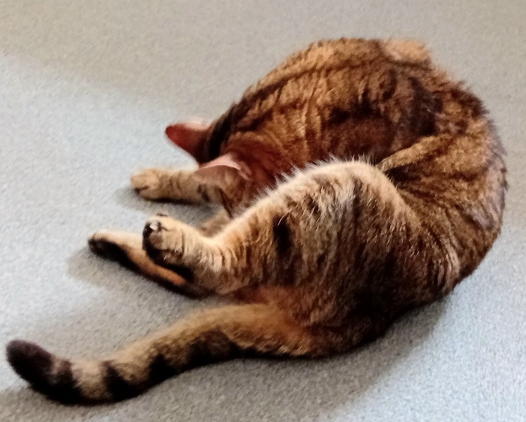 Roond and roond and up and doon - the Excellent Cats roam aboot