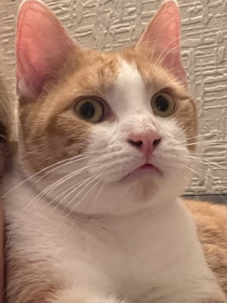 Need a handhold and some positive missing cat stories please!