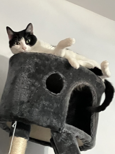 Cats everywhere!