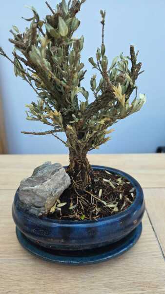 Anyone else rescue half dead supermarket plants?