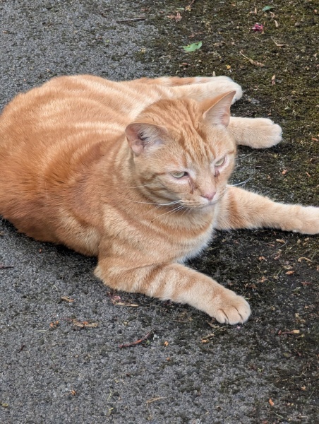 The One after the One where the Excellent Cats posed for a calendar