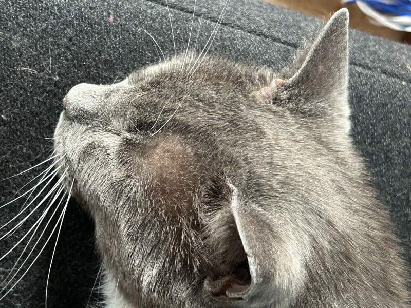 Is this an abscess?