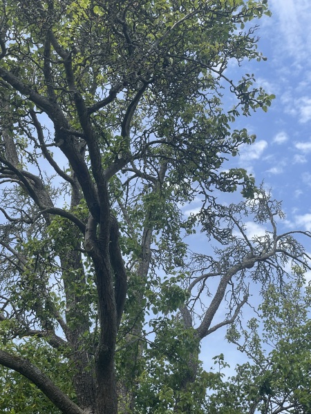 What is wrong with our pear tree?