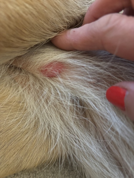 Lump on my dogs stomach