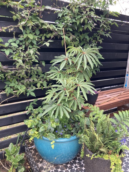 Anyone else planting a jungle/tropical garden?