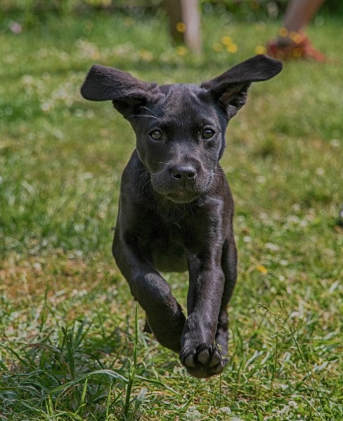 Adolescent Dog Survival Thread - for teenage dirtbags