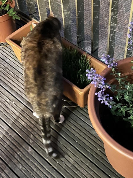 Roond and roond and up and doon - the Excellent Cats roam aboot