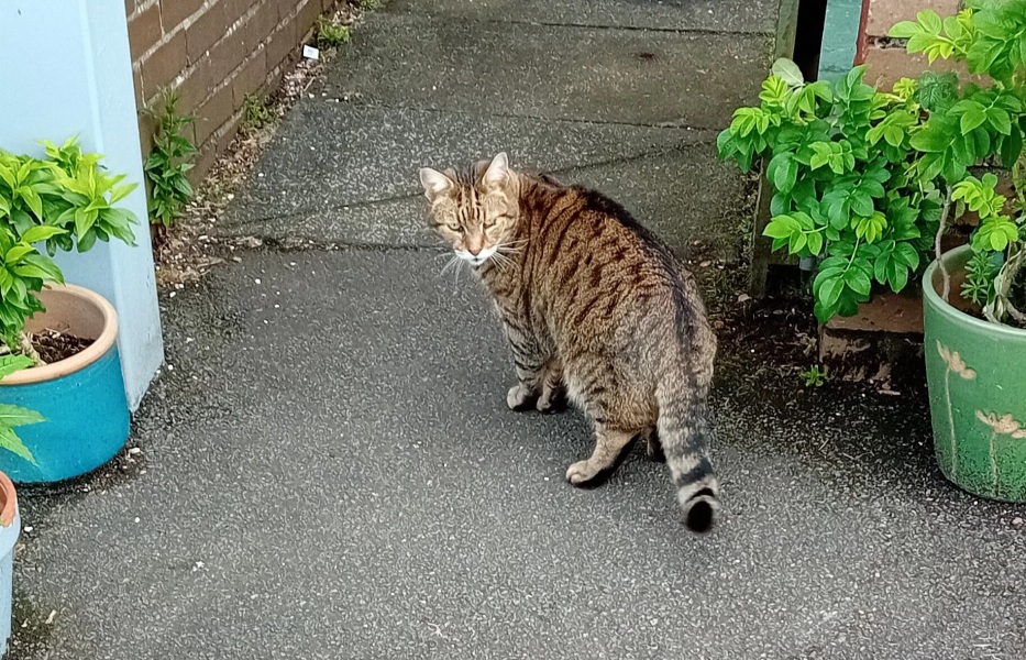 Roond and roond and up and doon - the Excellent Cats roam aboot