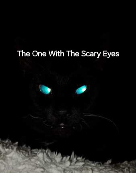 Roond and roond and up and doon - the Excellent Cats roam aboot