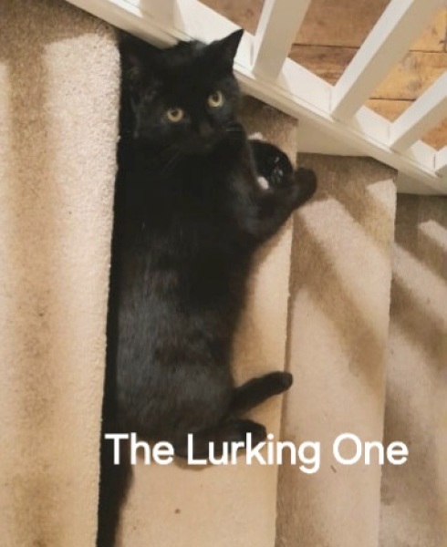 Roond and roond and up and doon - the Excellent Cats roam aboot