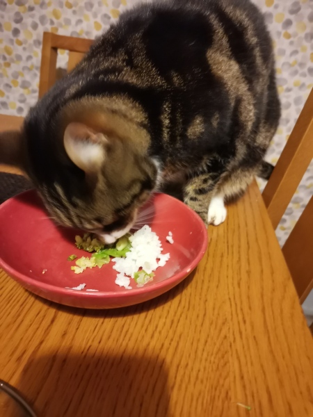 Why do cats like cake