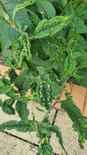 Can anyone identify this disease(?) on my buddleia?